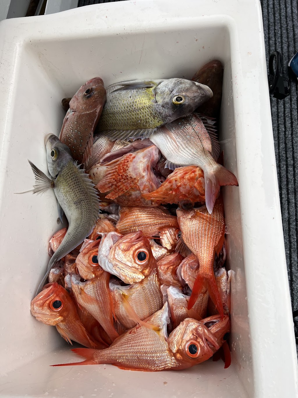 Sealord Fishing Charters | Sans Souci Park, Sans Souci NSW 2219, Australia | Phone: 0408 973 035