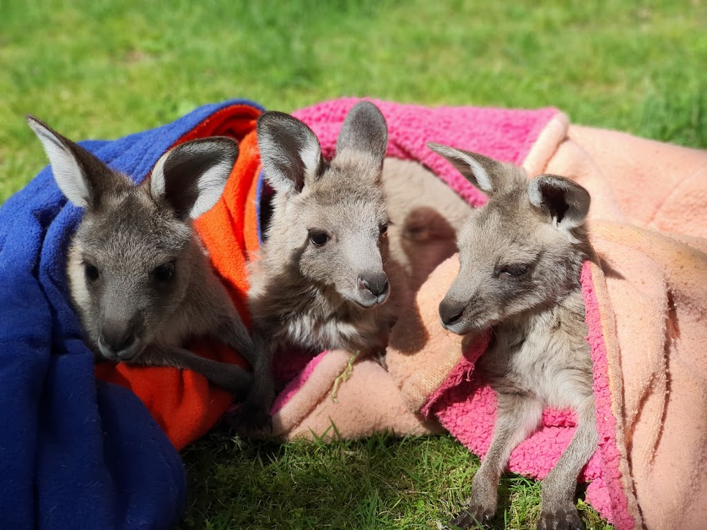 Koala Shelter | 540 Archies Track, Waterholes VIC 3875, Australia | Phone: 0447 470 905