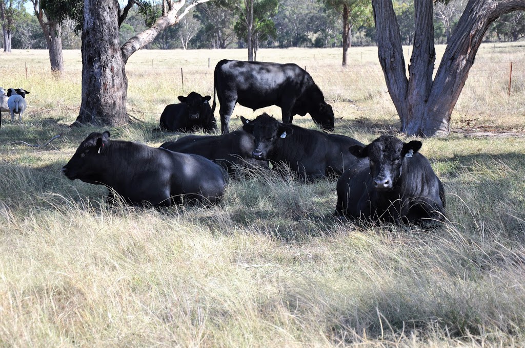 Clunes Crossing Angus | 705 Sorrento Rd, Dalveen QLD 4374, Australia | Phone: 0409 206 792