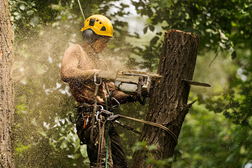 RJS Tree Services | 5 Windsor Way, Falcon WA 6210, Australia | Phone: (08) 9509 6000