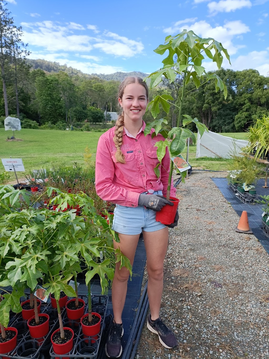 Green and Gold Natives | 26 Coburg Rd, Canungra QLD 4275, Australia | Phone: 0403 415 811