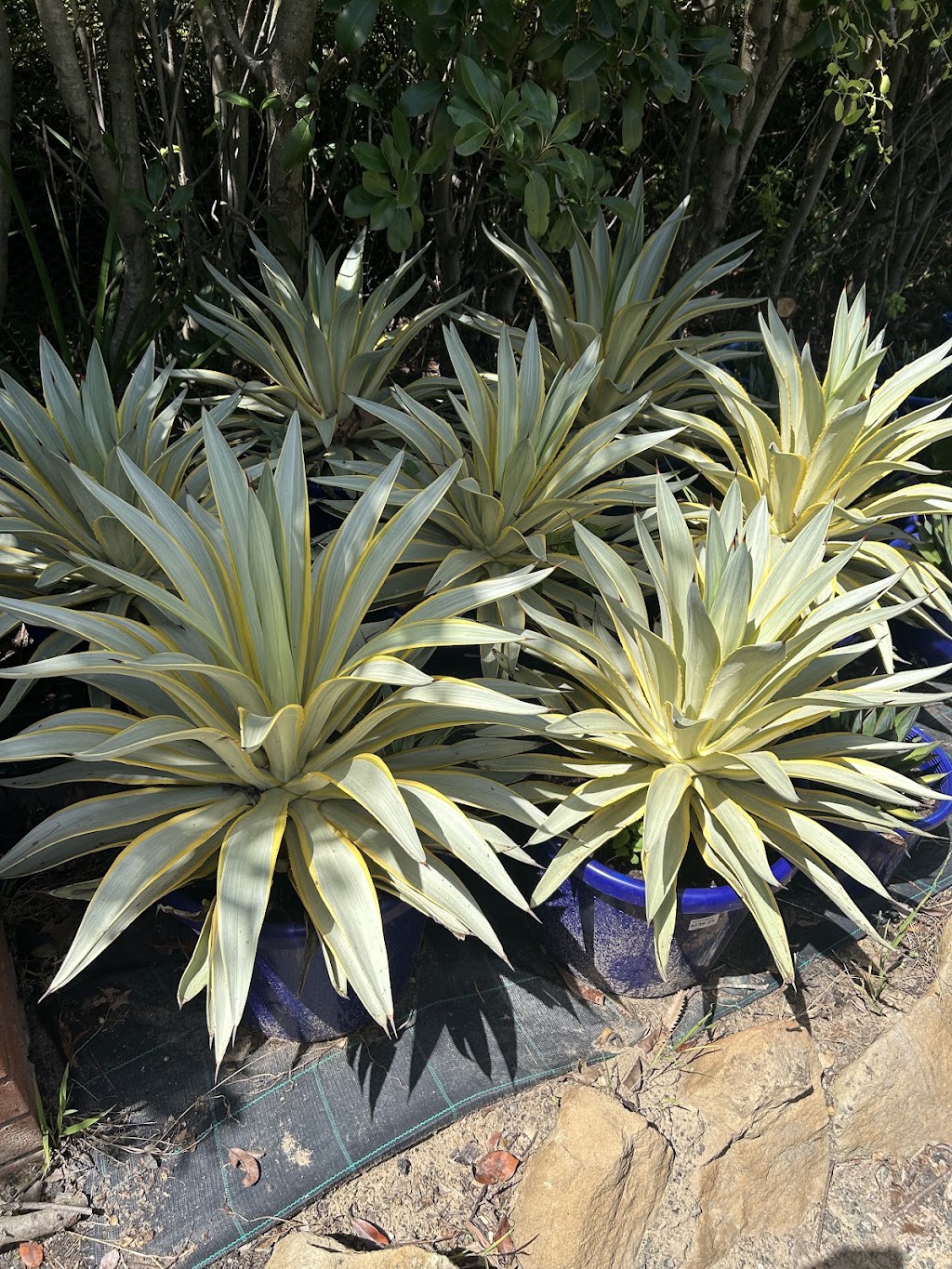 Explosive Growth Nursery | 218 Annangrove Rd, Annangrove NSW 2156, Australia | Phone: 0405 426 919