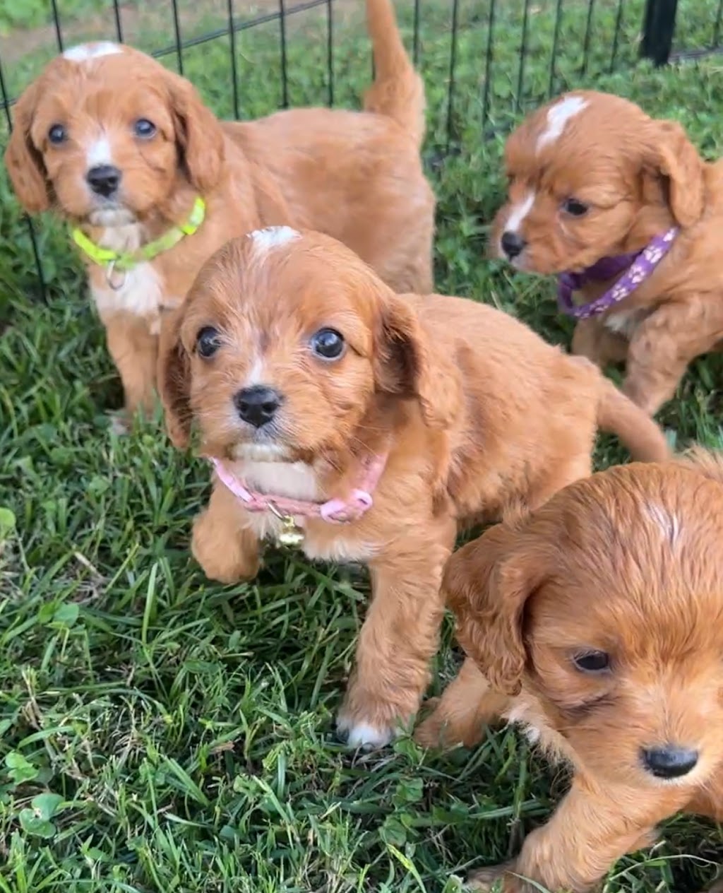 Cuddle a Cavoodle | Northern Rivers, Kyogle NSW 2474, Australia | Phone: 0450 208 420