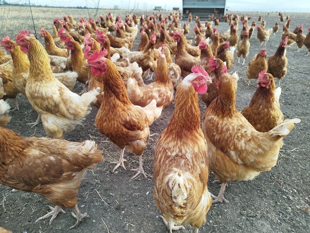 Freshwater Free Range | 2150 Barrabool Rd, Mount Moriac VIC 3240, Australia | Phone: 0493 355 131