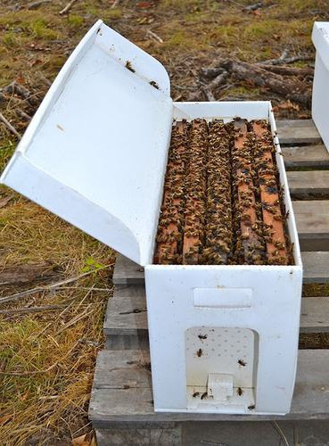 Beelife Beekeeping | Hillcrest Rd, Eltham North VIC 3095, Australia | Phone: 0411 722 138