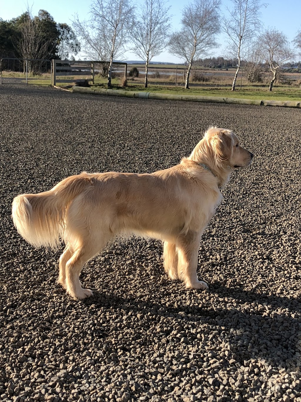 Castle Boarding Kennels | 1640 Bishopsbourne Rd, Longford TAS 7301, Australia | Phone: 0418 546 086