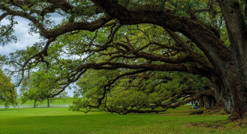 KTS Tree Services Crescent Head | 35 Belmore St, Crescent Head NSW 2440, Australia | Phone: (02) 6405 9111