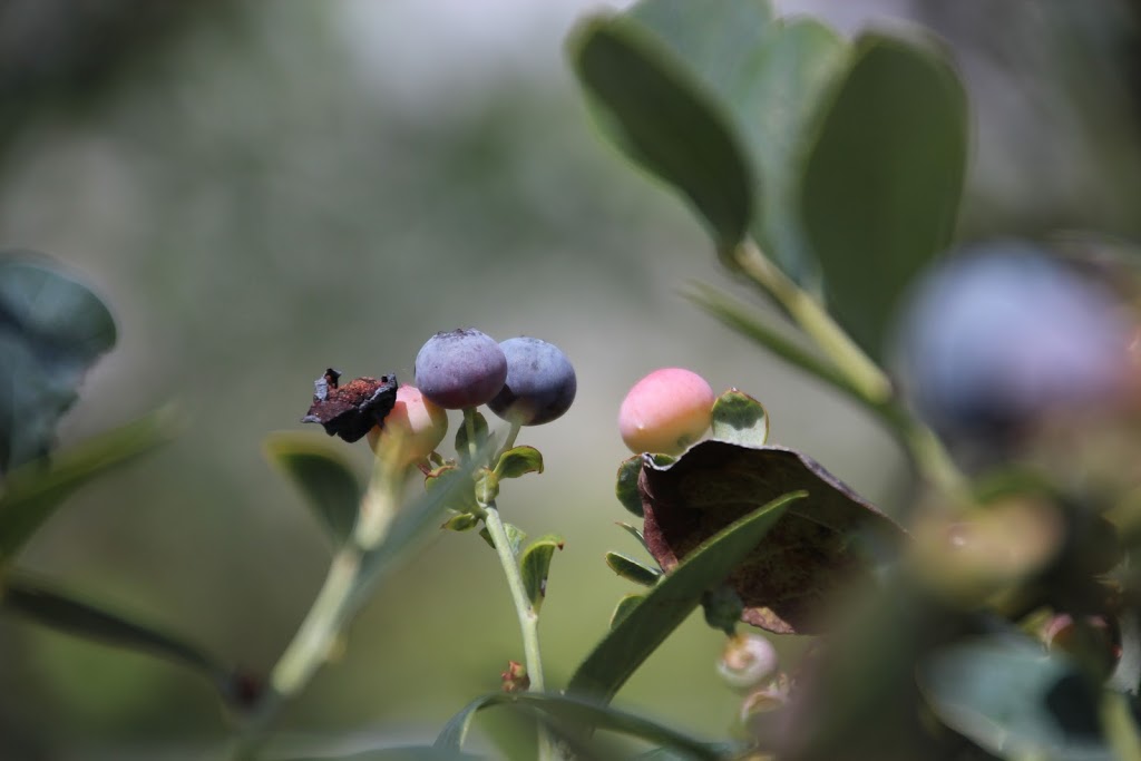 Red Hill Blueberries PTY LTD |  | 221B Bennetts Rd, Coffs Harbour NSW 2450, Australia | 0412994970 OR +61 412 994 970