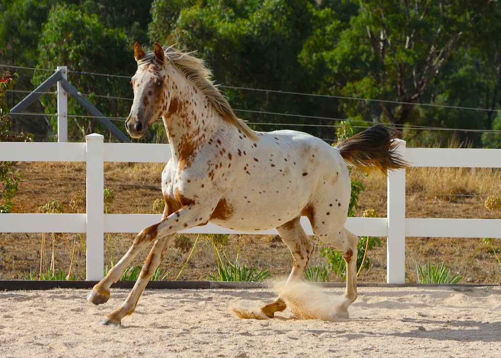 GrandView Sport Horses | 65 Landale Rd, Tooradin VIC 3980, Australia | Phone: 0420 903 789