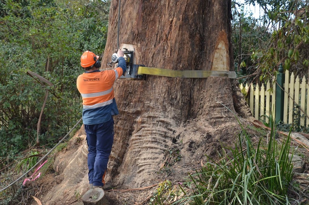 Ace Tree Management |  | 185/191 Liverpool Rd, Kilsyth VIC 3137, Australia | 0408121104 OR +61 408 121 104