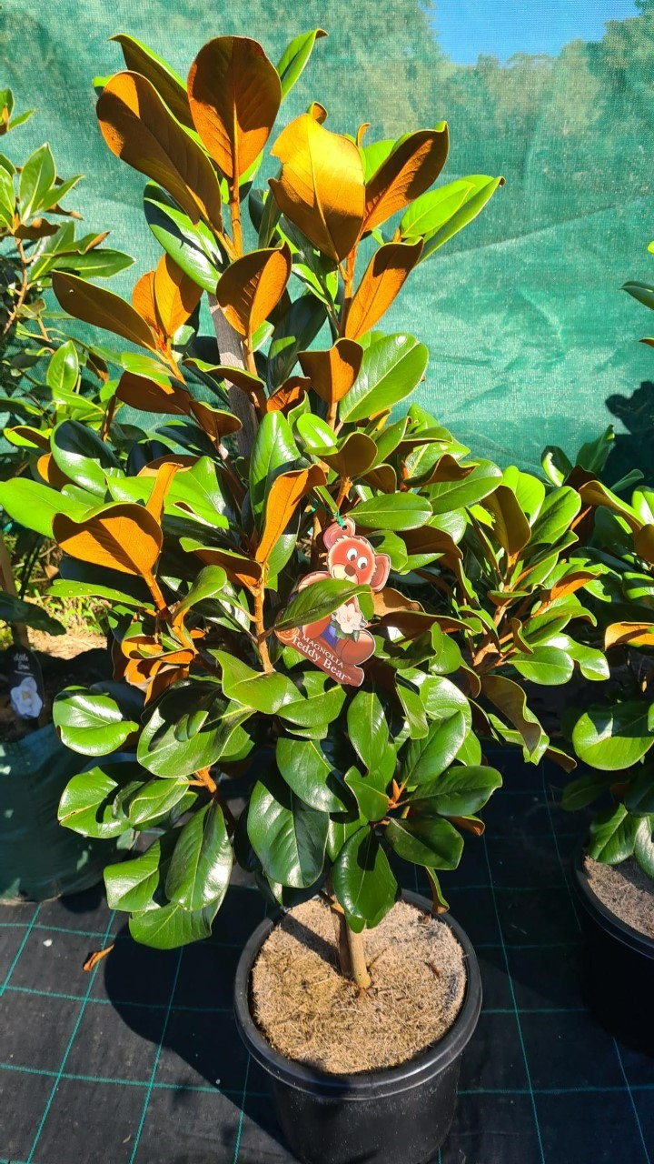 Online Tree Farm | 11 Fitzroy St, Wilton NSW 2571, Australia | Phone: 0410 791 288