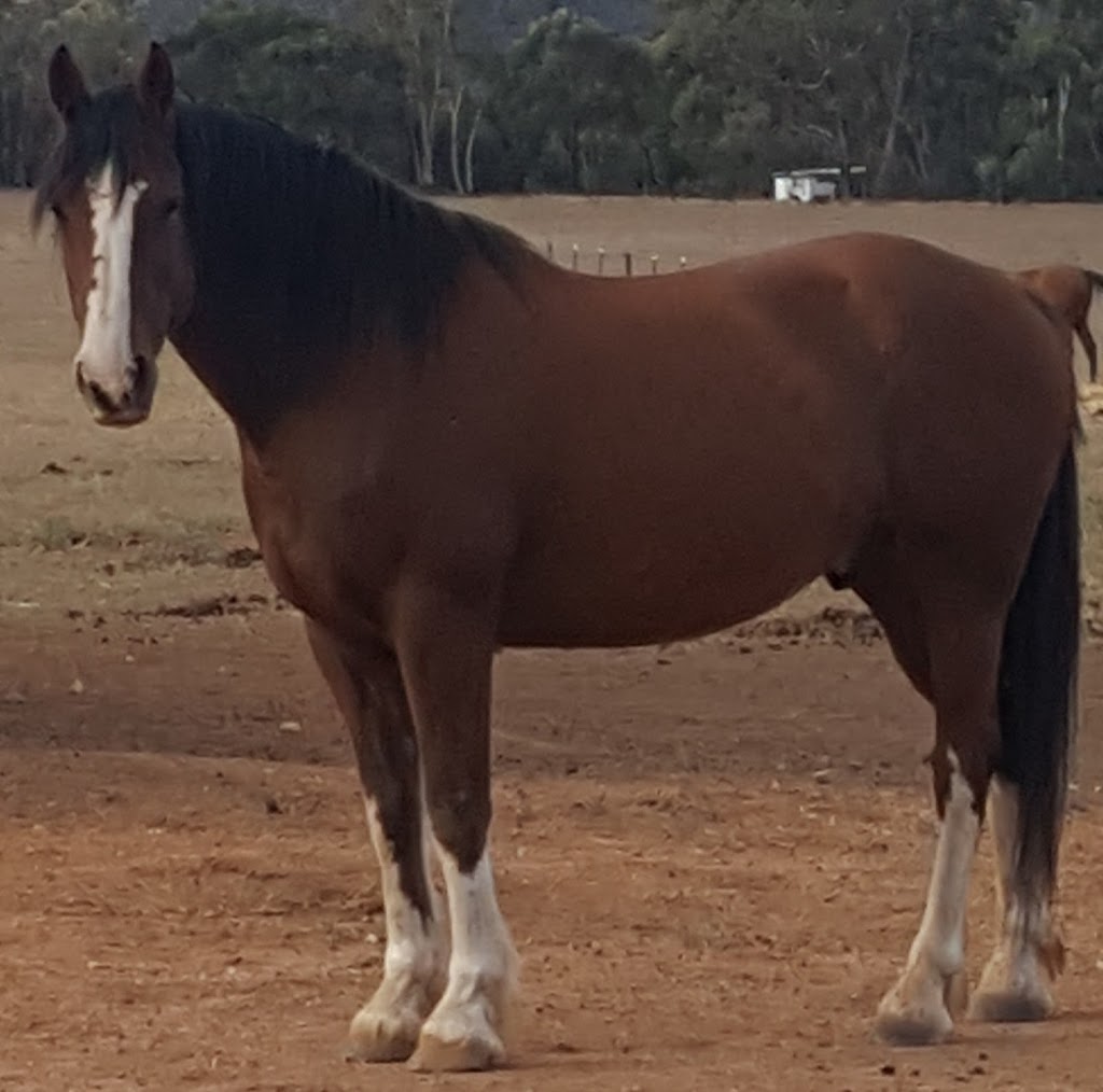 Horseworld | 16/14 Calder Hwy, Inglewood VIC 3517, Australia | Phone: 0413 743 870
