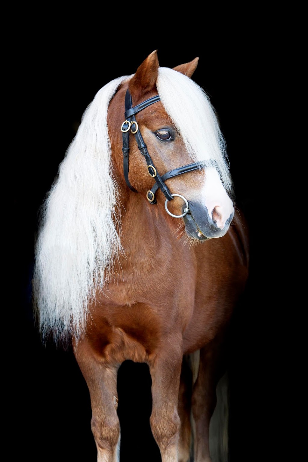 Sam Goodwin Horse Portraits |  | 58 Perima Rd, Elimbah QLD 4516, Australia | 0409476043 OR +61 409 476 043