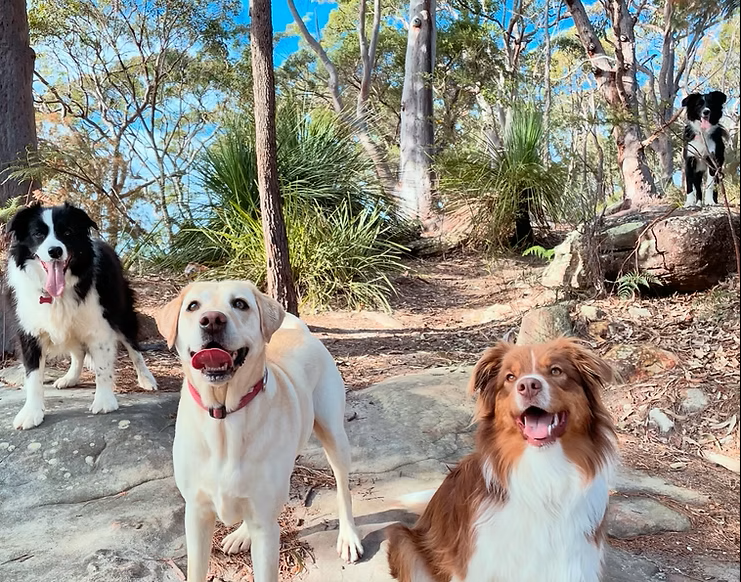 Wags Petcare | Cromer Rd, Cromer NSW 2099, Australia | Phone: 0426 171 191