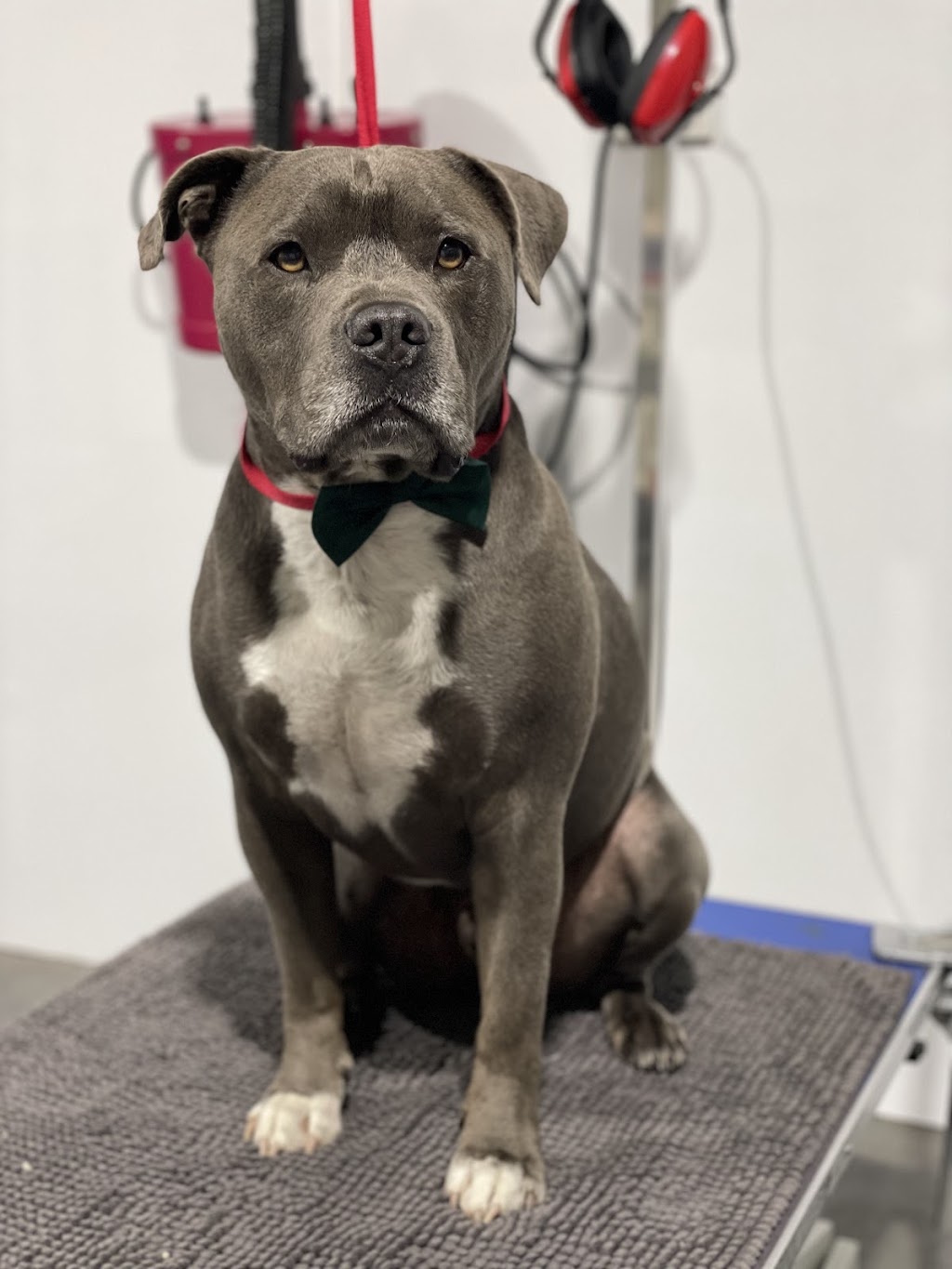 Megs Pampered Pets | 287 Sussex Inlet Rd, Sussex Inlet NSW 2540, Australia | Phone: 0411 989 469