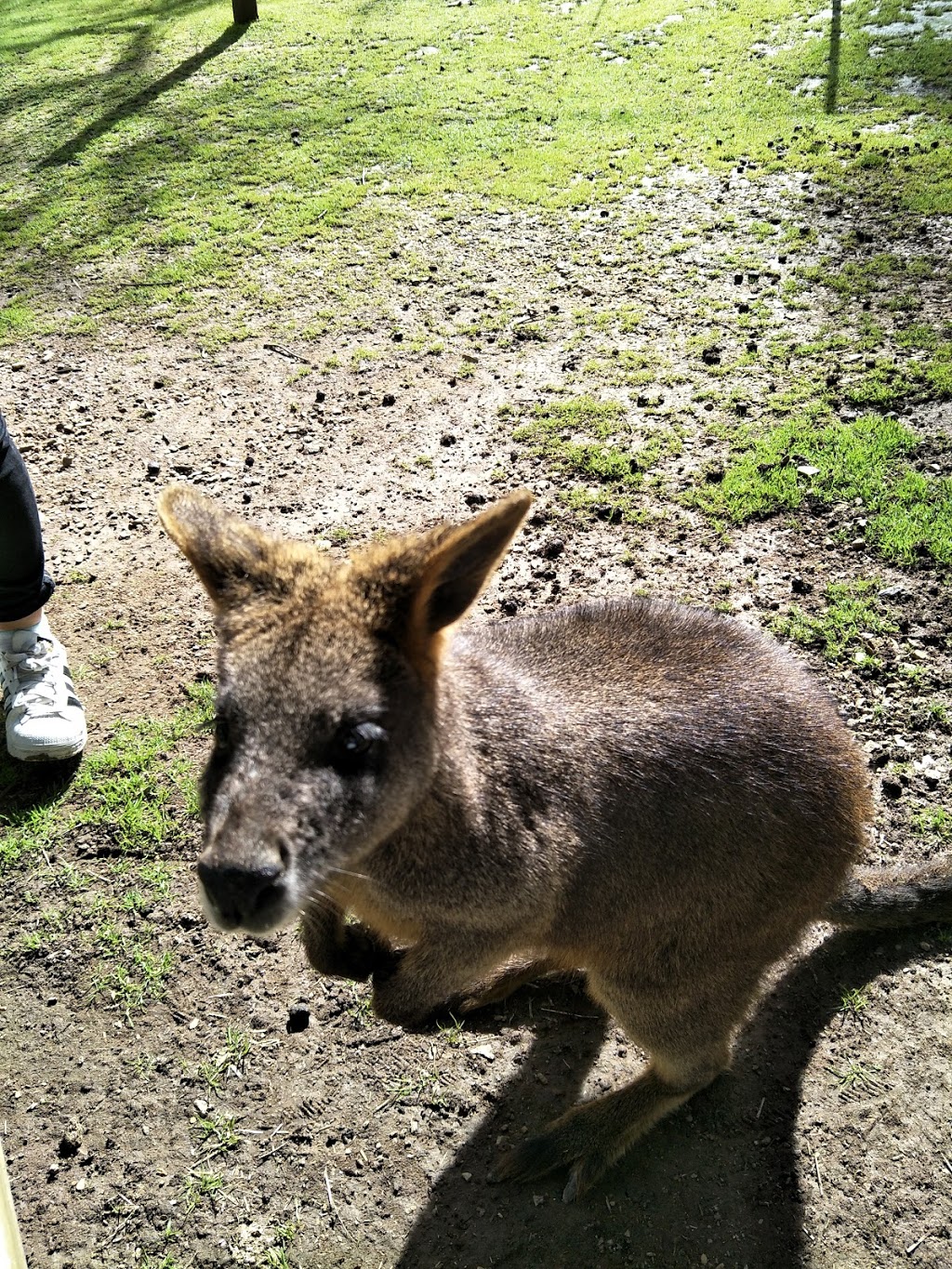 Humbug Scrub Wildlife Sanctuary Inc. | zoo | Humbug Scrub SA 5114, Australia | 0882807246 OR +61 8 8280 7246