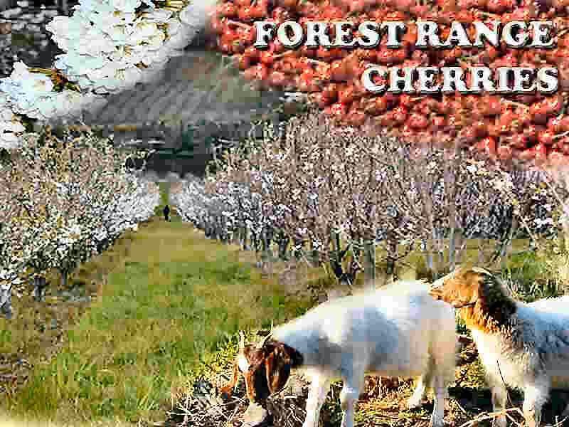 Forest Range Cherries |  | 76 Plummers Rd, Forest Range SA 5139, Australia | 0883898500 OR +61 8 8389 8500