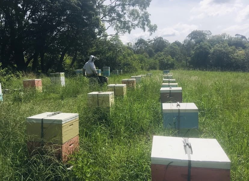 Cattai Ridge Honey | 5 Close St, South Coogee NSW 2034, Australia | Phone: 0423 074 994