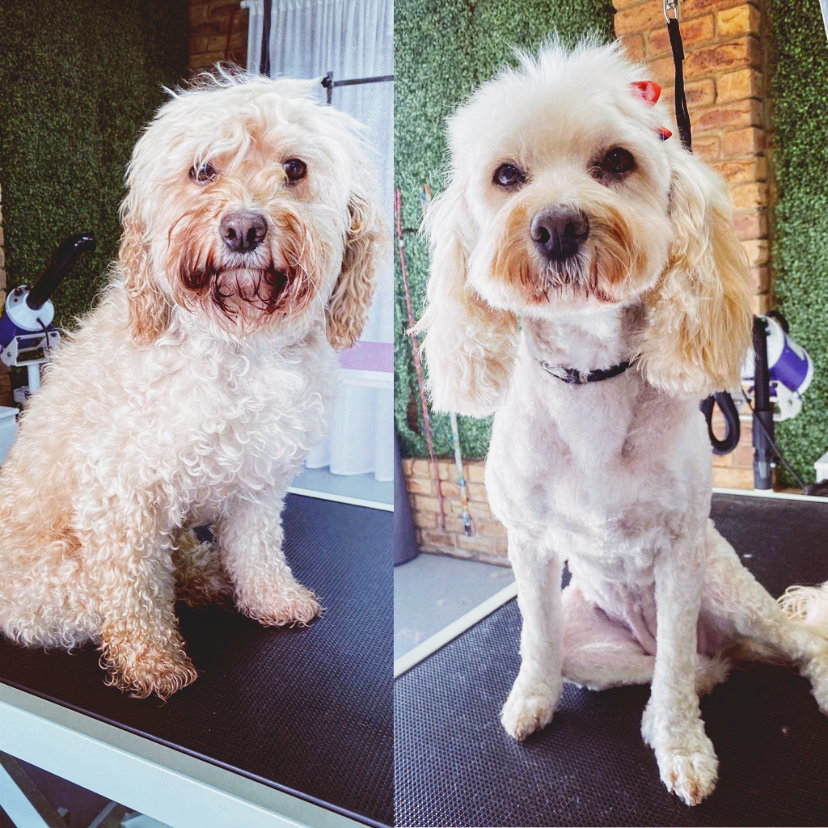 Pawfection Pet Salon | 8 Ware Pl, Berwick VIC 3806, Australia | Phone: 0478 779 480