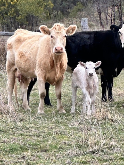 Brigadoon farm Stays | 1616 Bara Rd, Botobolar NSW 2850, Australia | Phone: 0433 828 505