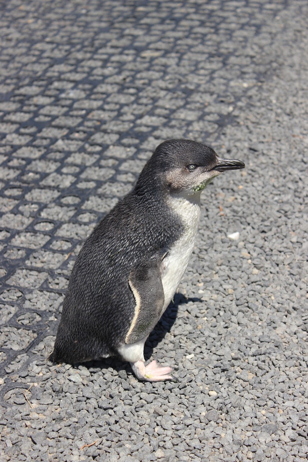 bicheno Penguins | parking | 69 Tasman Hwy, Bicheno TAS 7215, Australia | 0363750100 OR +61 3 6375 0100