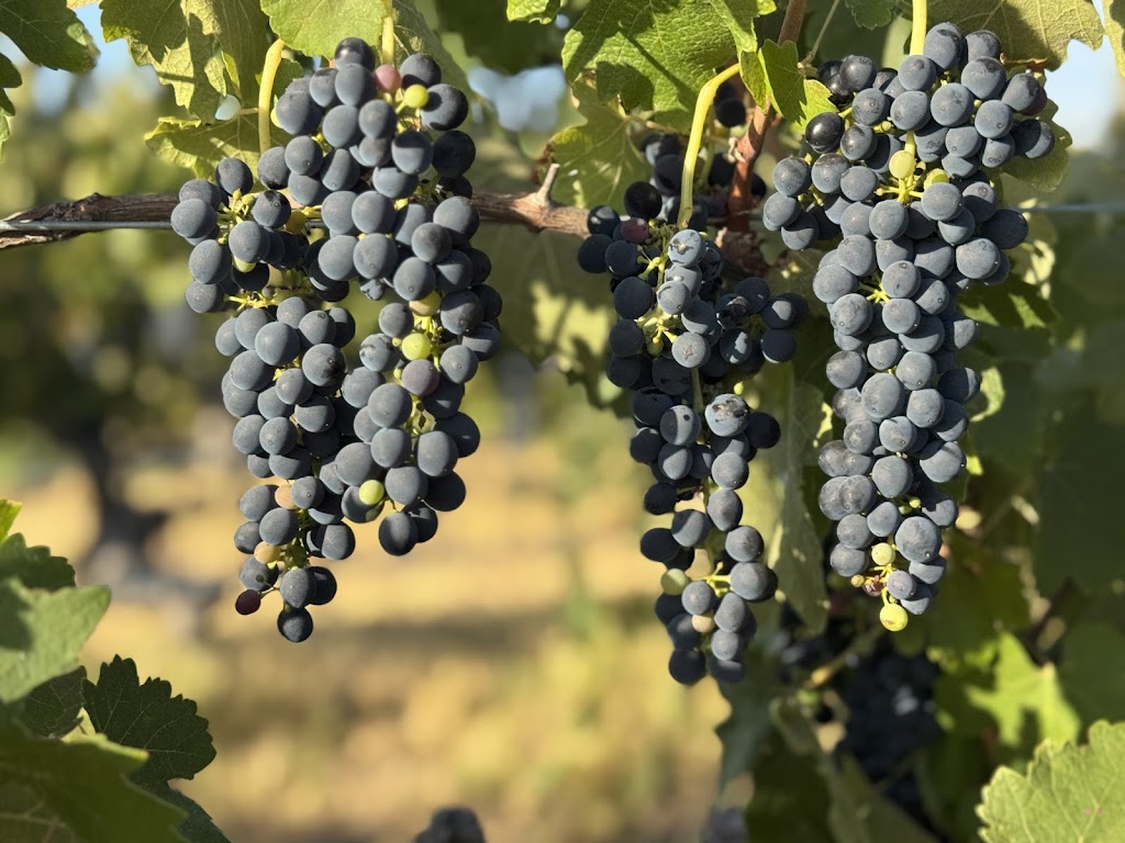 Lance Winery | 2130 Heidelberg-Kinglake Rd, St Andrews VIC 3761, Australia | Phone: 0431 295 413