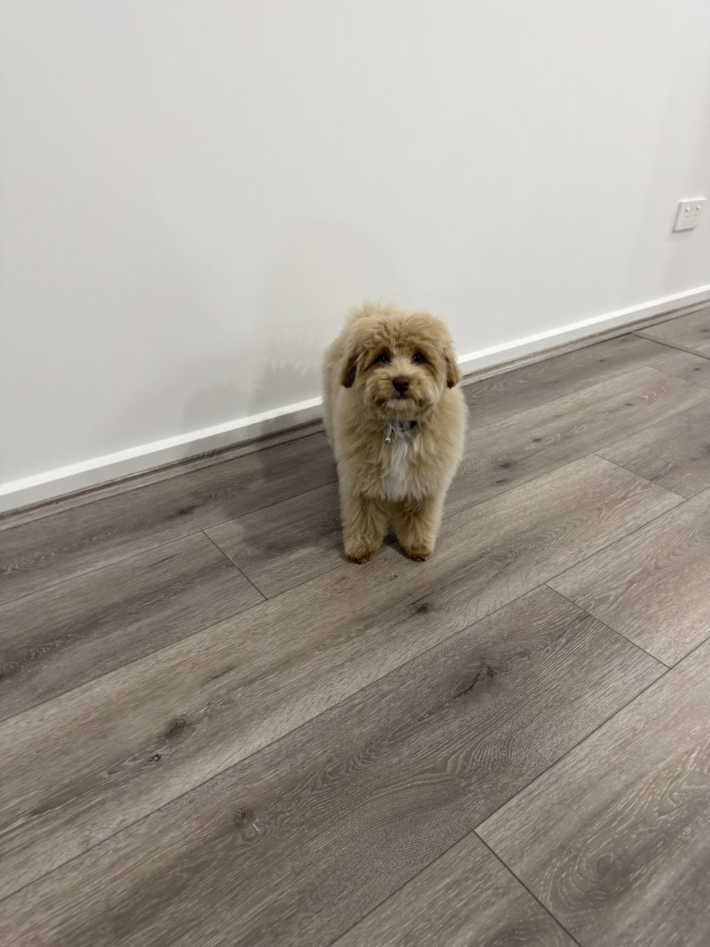 The Doggy Spa | 147 Farview Dr, Denham Court NSW 2565, Australia | Phone: 0406 764 591