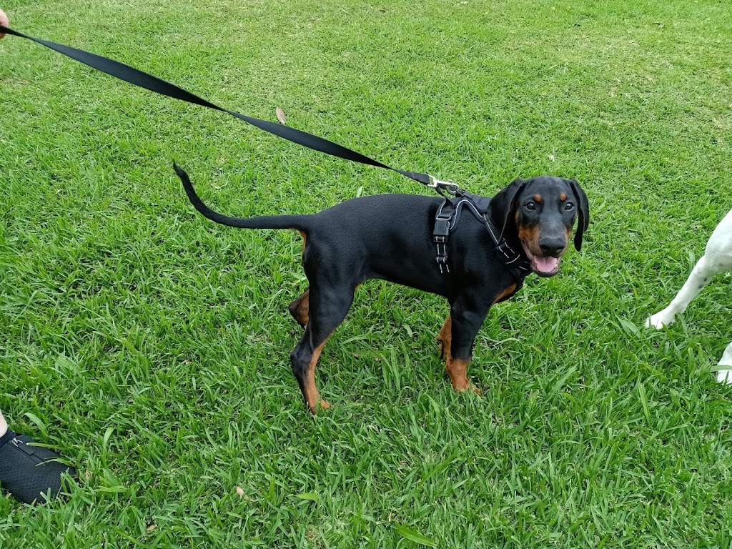 Clever Pup Dog Training, Daycare & Train plus Training Supplies | 2B Morgans Rd, Sandy Beach NSW 2456, Australia | Phone: 0412 050 279