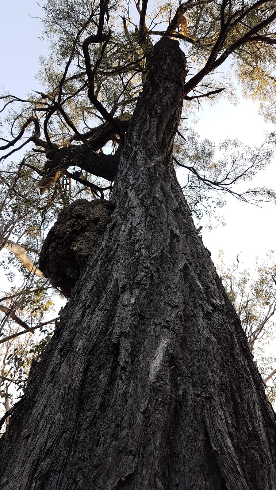 Skullies Mountain Nature Reserve | 74 Boyle Rd, Moogerah QLD 4309, Australia | Phone: 0407 001 590