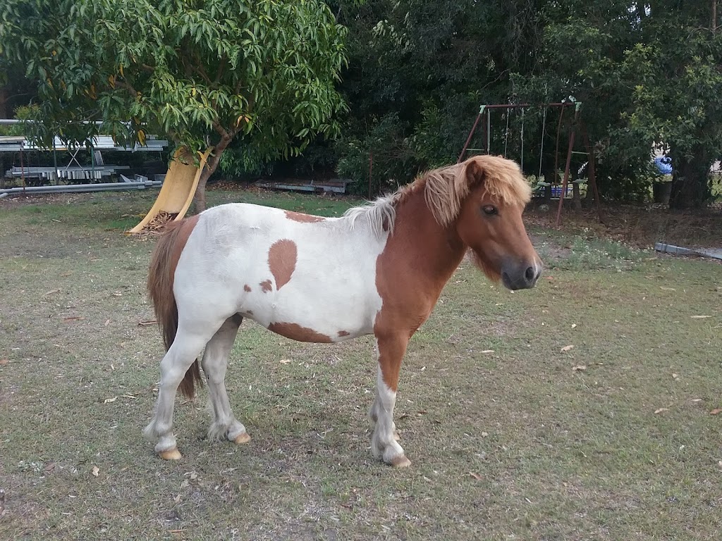 Tewantin Noosa Pony Club | 29 Butler St, Tewantin QLD 4565, Australia | Phone: 0438 737 182