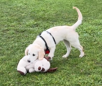 Pawspectives | 302 High St, Nagambie VIC 3608, Australia | Phone: 0481 336 642
