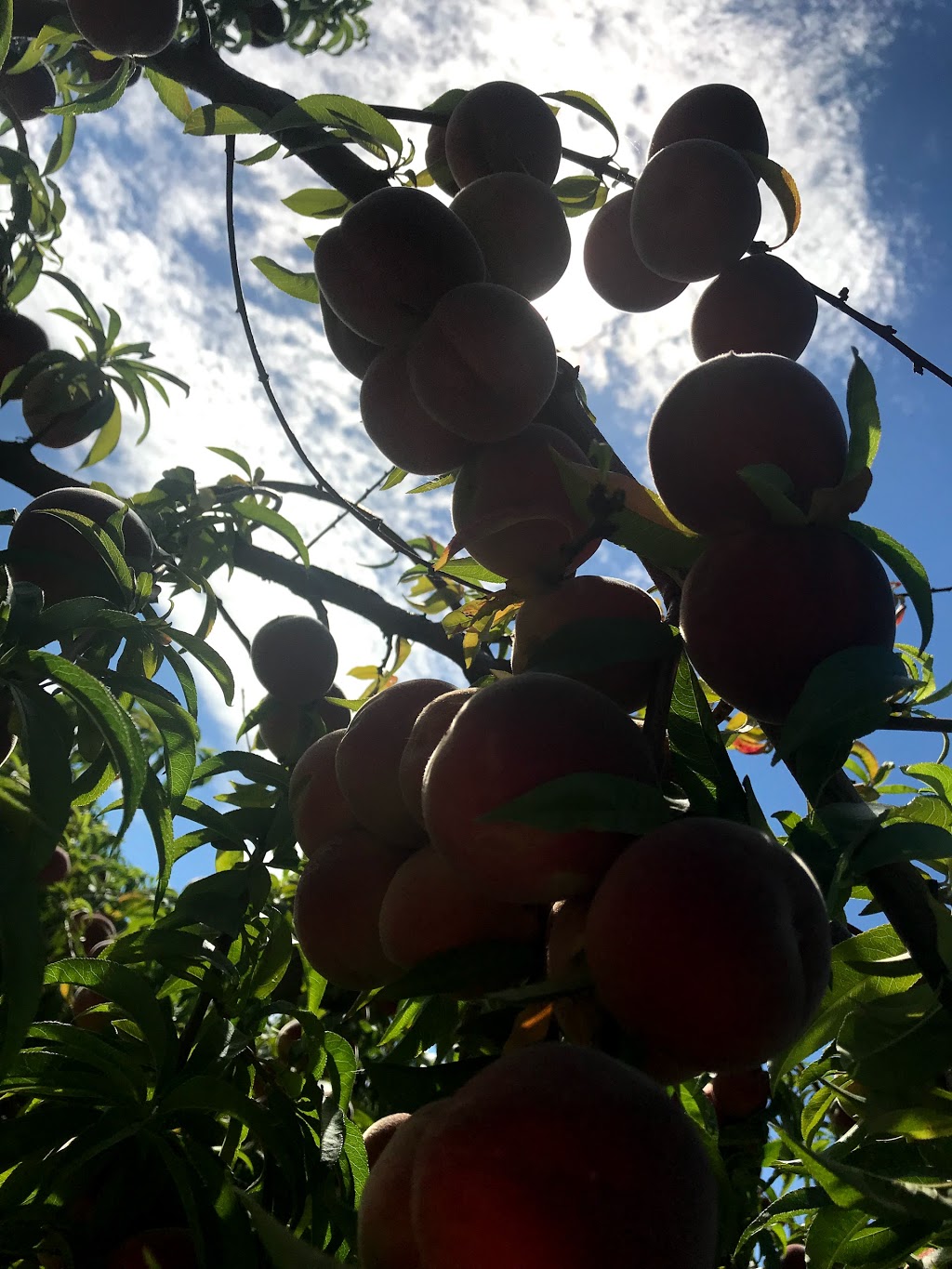 Martelli Orchards |  | 15 Watts Rd, Borenore NSW 2800, Australia | 0402600030 OR +61 402 600 030