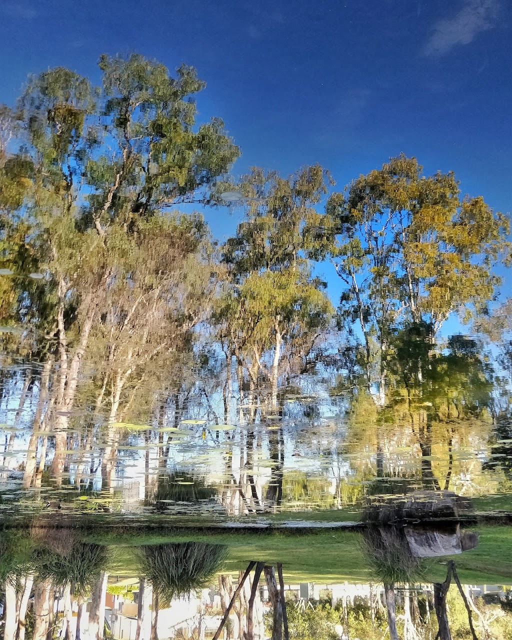 Parkinson Duck Pond And Park | park | 34 Argyle Pl, Parkinson QLD 4115, Australia | 0734038888 OR +61 7 3403 8888