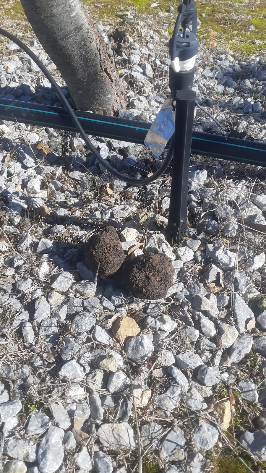 Black Wallaby Truffles | 311 Glynmar Rd, Marulan NSW 2579, Australia | Phone: 0493 184 026