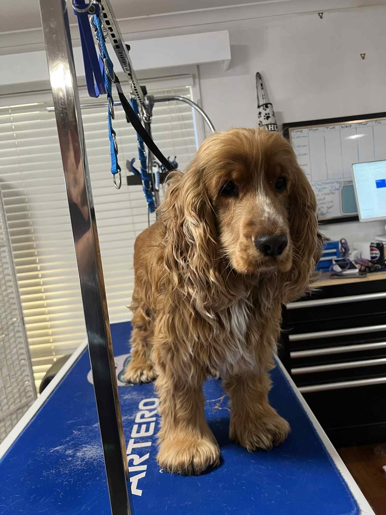 Brixy blues dog grooming | 2 Willis Rd, Leneva VIC 3691, Australia | Phone: 0407 756 150