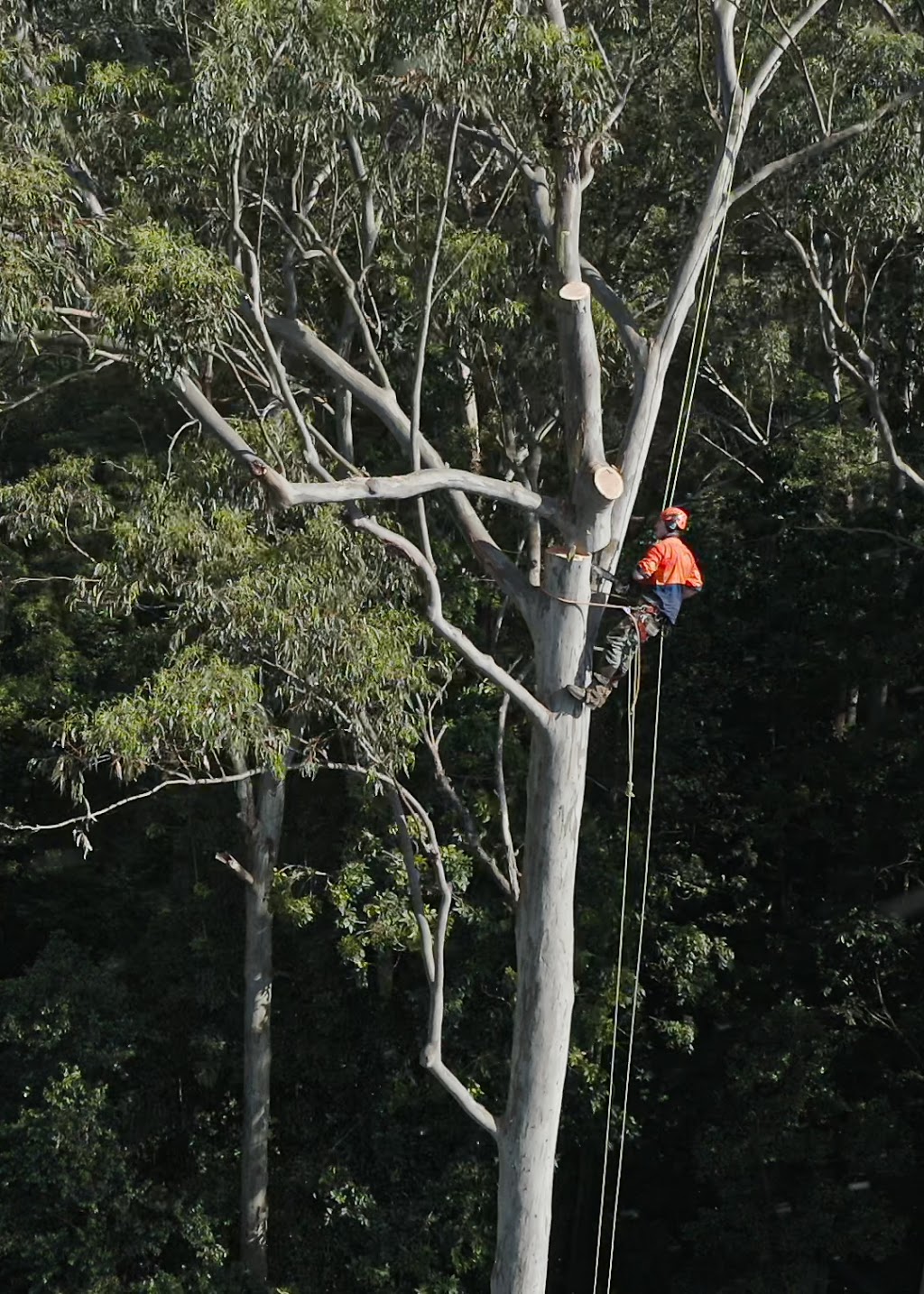 Friendly Freds Tree Services | 299 Cawdor Rd, Cawdor NSW 2570, Australia | Phone: (02) 4655 1133