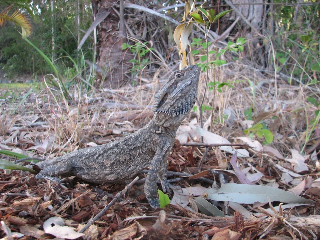 Caring For Australian Wildlife | 12 Jimilee St, Dundowran Beach QLD 4655, Australia | Phone: 0417 631 220