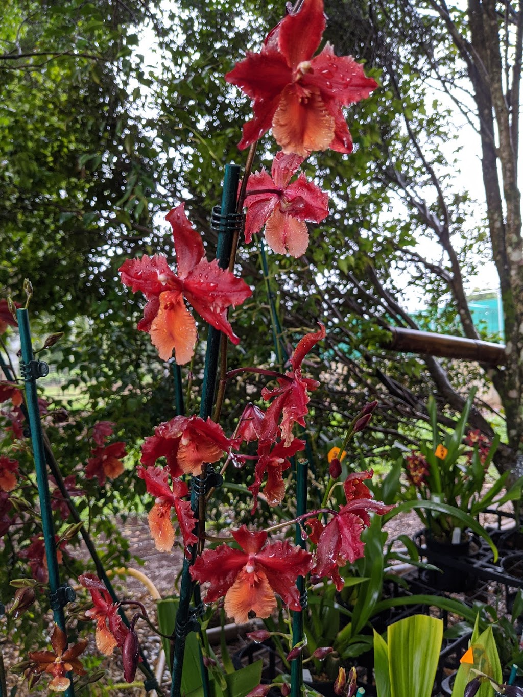 Windemere Orchid Farm | 644-646 Main Western Rd, Tamborine Mountain QLD 4272, Australia | Phone: (07) 5545 1613