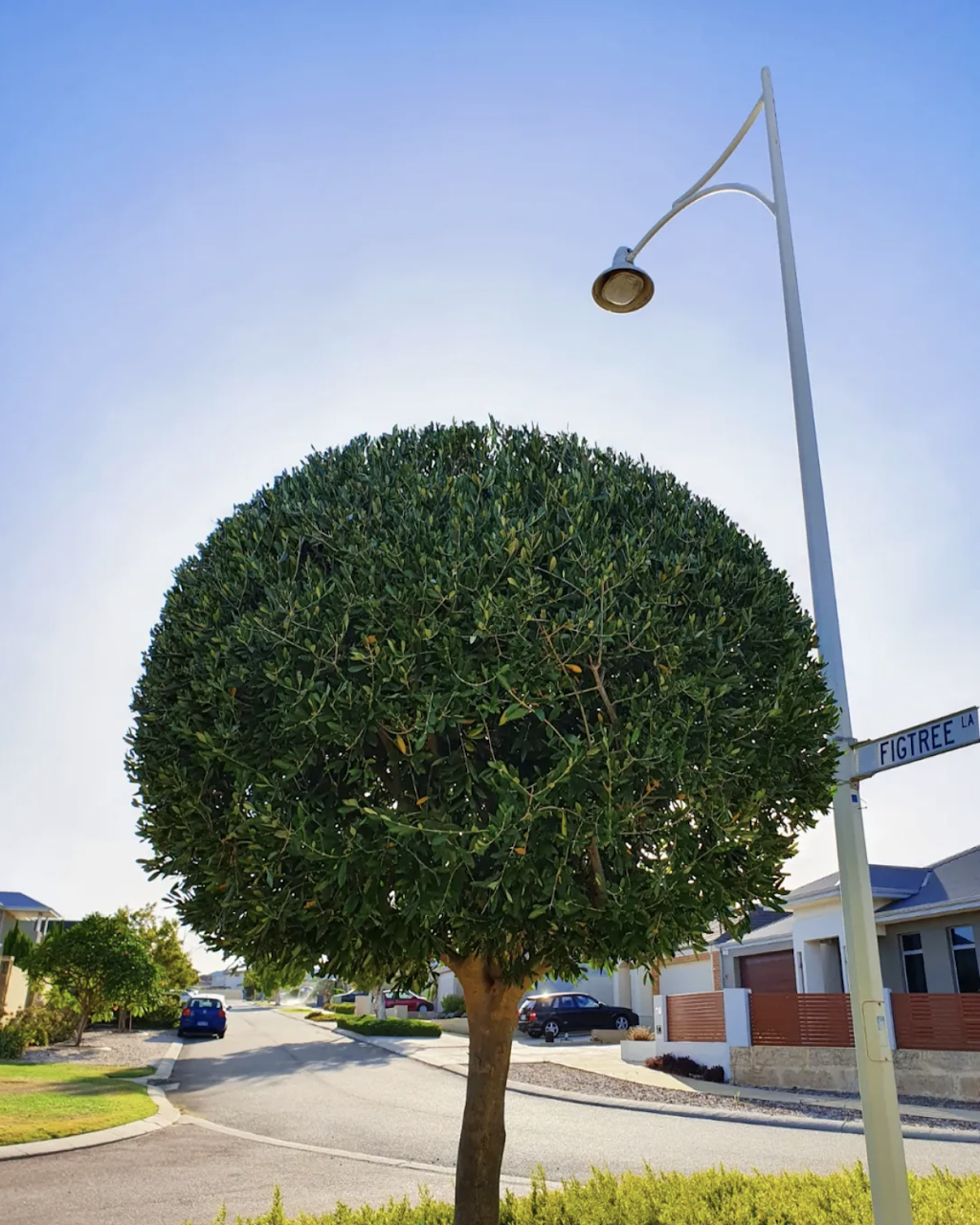 PRESTIGIOUS HEDGING & TREE SERVICES | general contractor | 51 N Beach Rd, North Beach WA 6020, Australia | 0430906622 OR +61 430 906 622