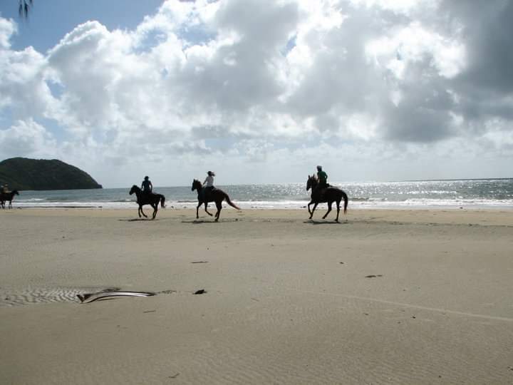 Cape Tribulation Horse Rides | 3831 Cape Tribulation Rd, Cape Tribulation QLD 4873, Australia | Phone: 1800 111 124