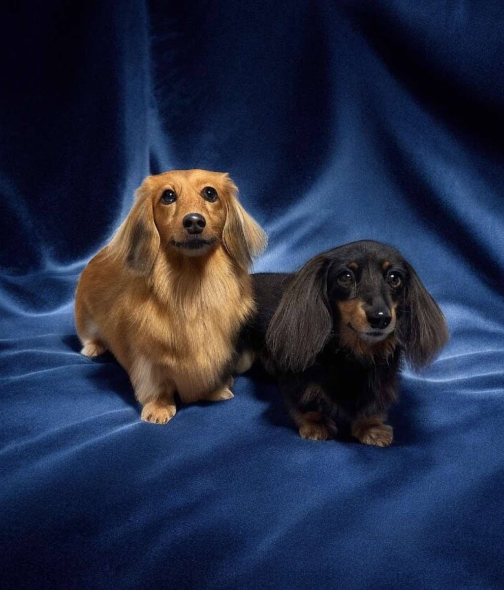 Brixy blues dog grooming | 2 Willis Rd, Leneva VIC 3691, Australia | Phone: 0407 756 150