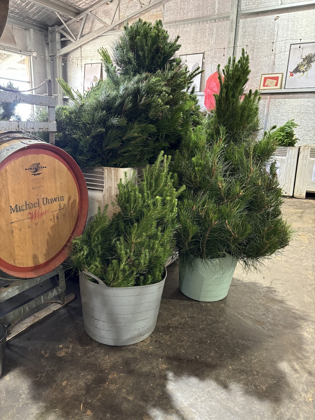 Cardigan Christmas Tree Farm | 10 Powells Rd, Windermere VIC 3352, Australia | Phone: 0491 084 102