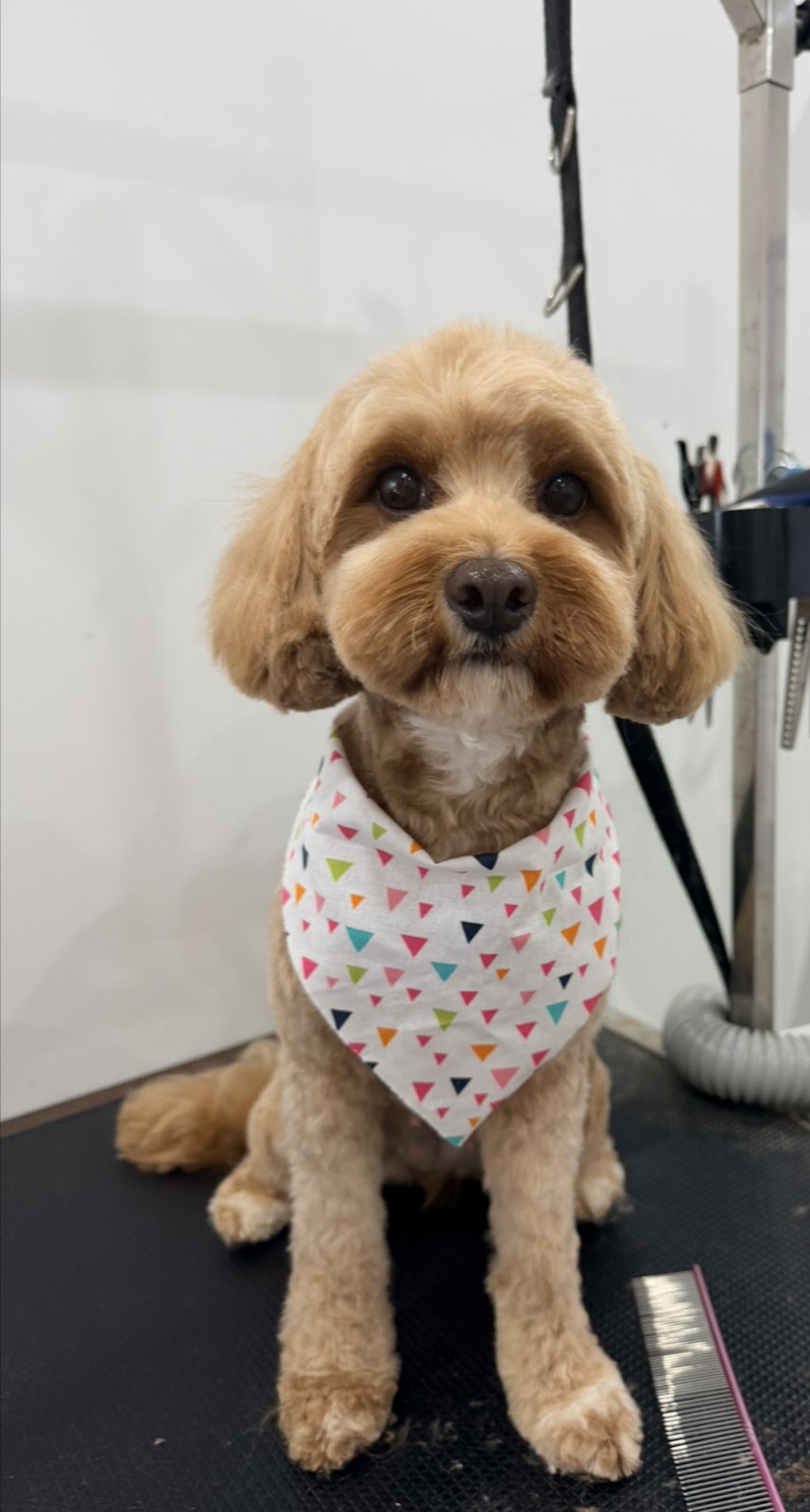 Hello Paw Pet Grooming | next BWS, 72A Pine St, Rydalmere NSW 2116, Australia | Phone: 0478 299 966