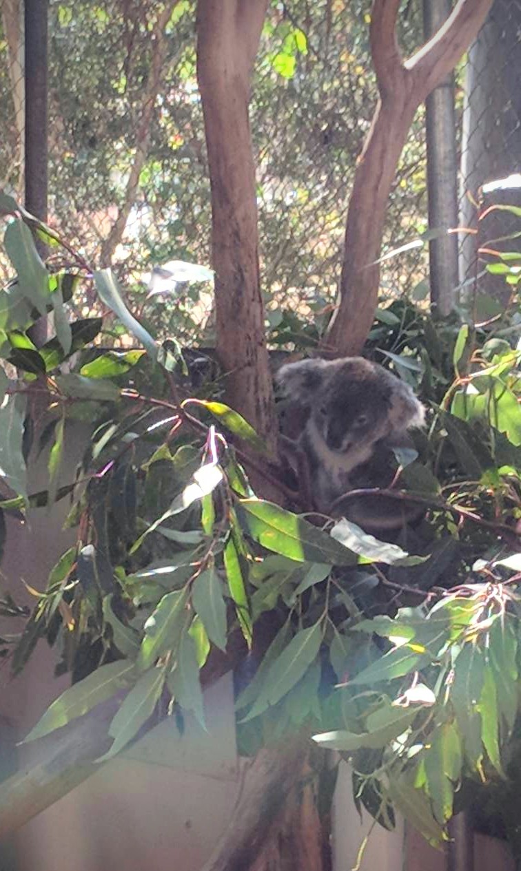 Friends of the Koala | Rifle Range Rd, East Lismore NSW 2480, Australia | Phone: (02) 6622 1233