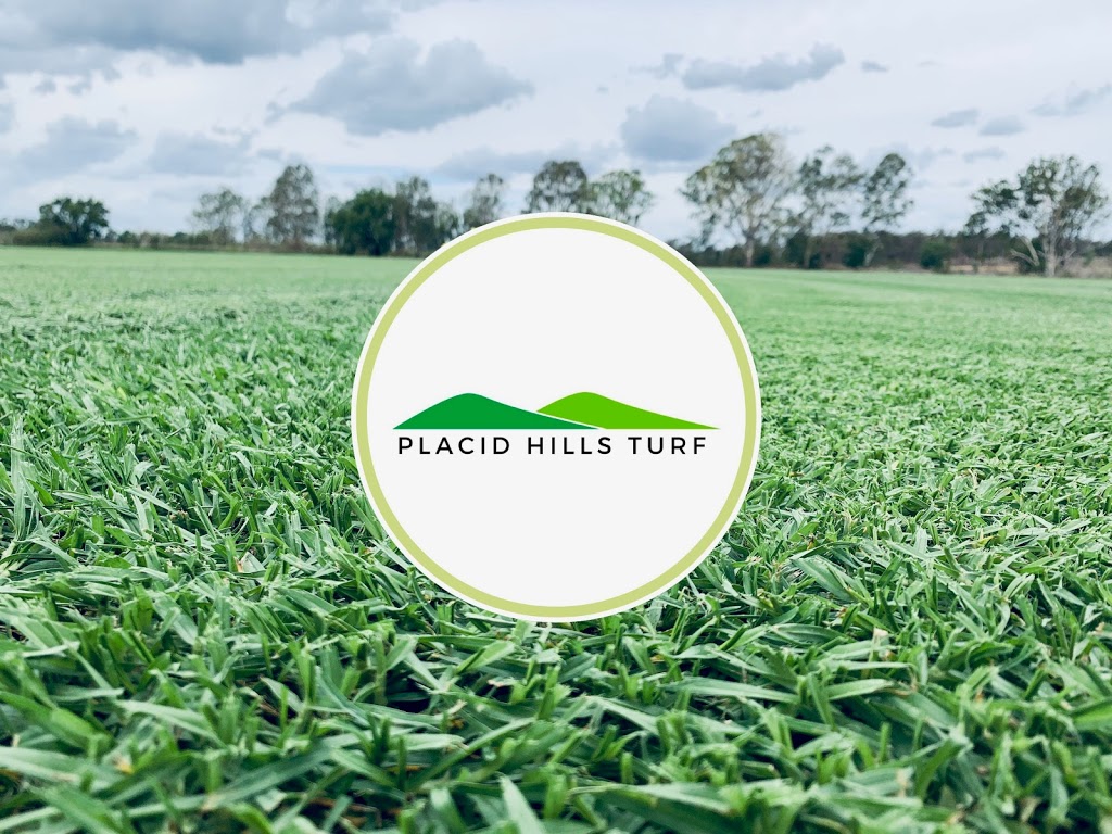 Placid Hills Turf | 1751 Gatton Helidon Rd, Helidon QLD 4344, Australia | Phone: 0436 007 686