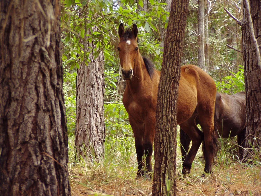 Kuranda National Park (Recovery) | Mona Mona QLD 4881, Australia