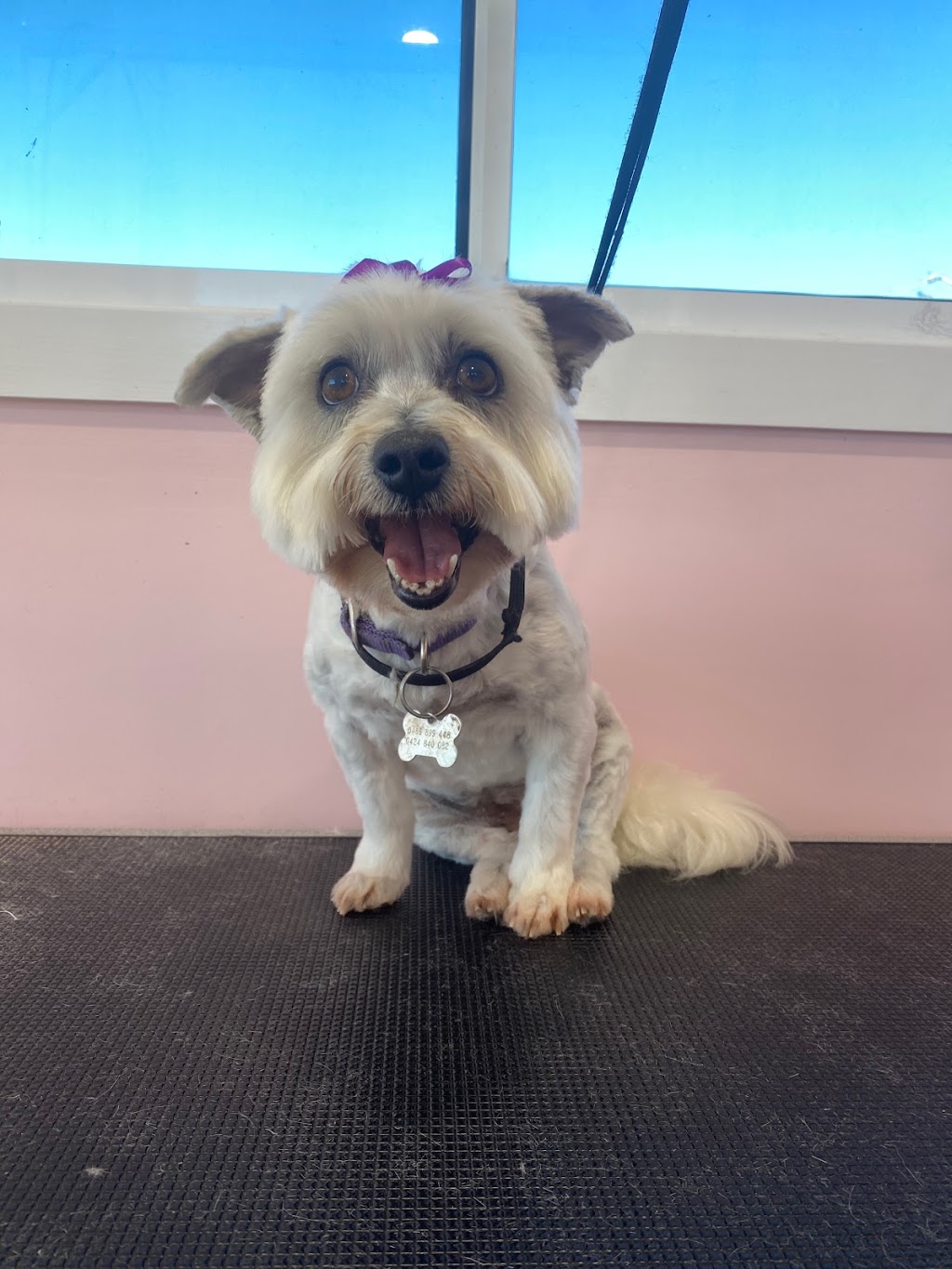 Jen’s Dog Grooming | 455 Bellmere Rd, Bellmere QLD 4510, Australia | Phone: 0402 104 074