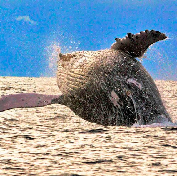 Yamba Whale Watch | 3 Yamba Rd, Yamba NSW 2464, Australia | Phone: 0497 942 537