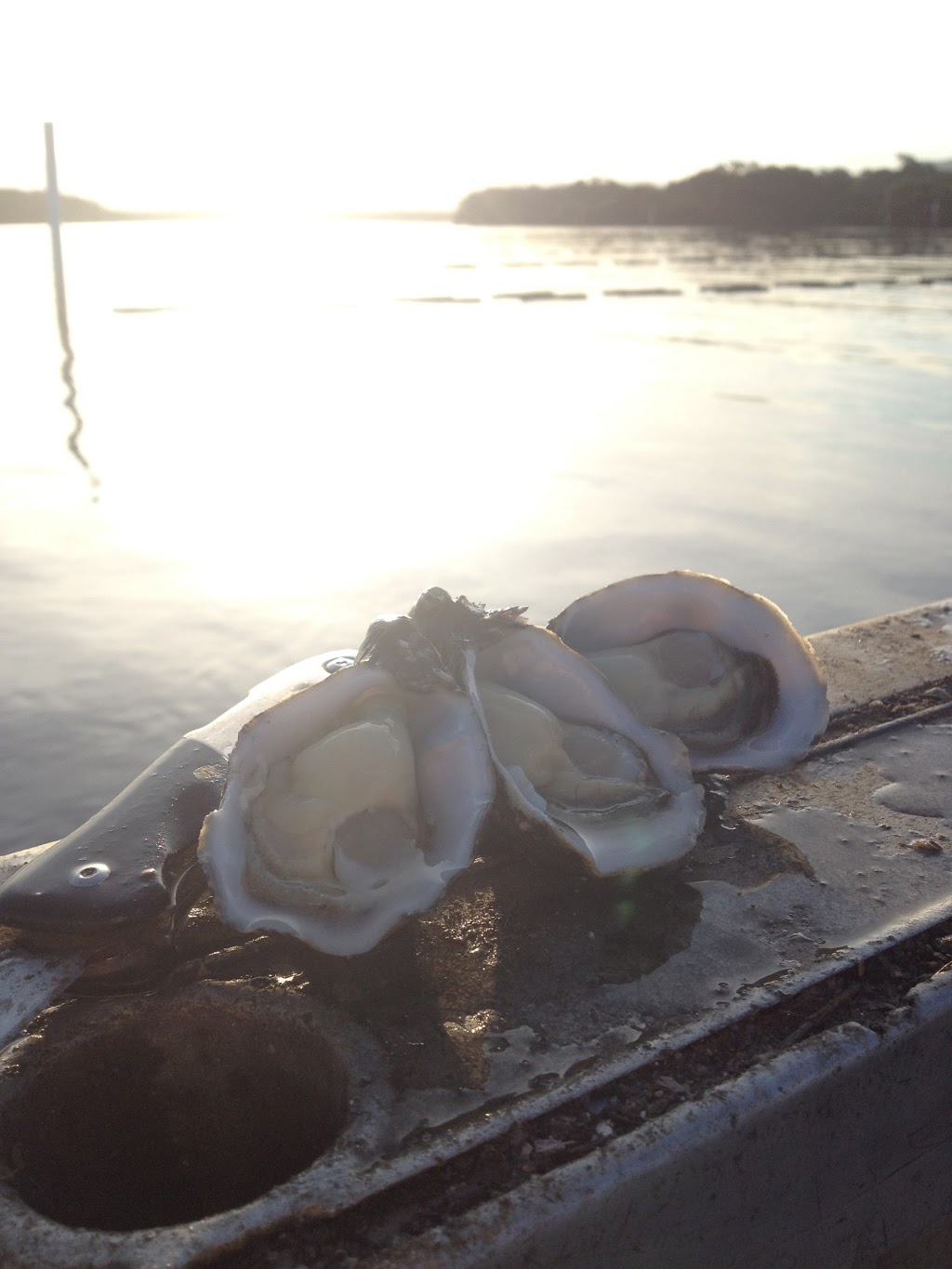 Goodnight Oysters | 16/170 Greens Rd, Greenwell Point NSW 2540, Australia | Phone: 0400 110 979