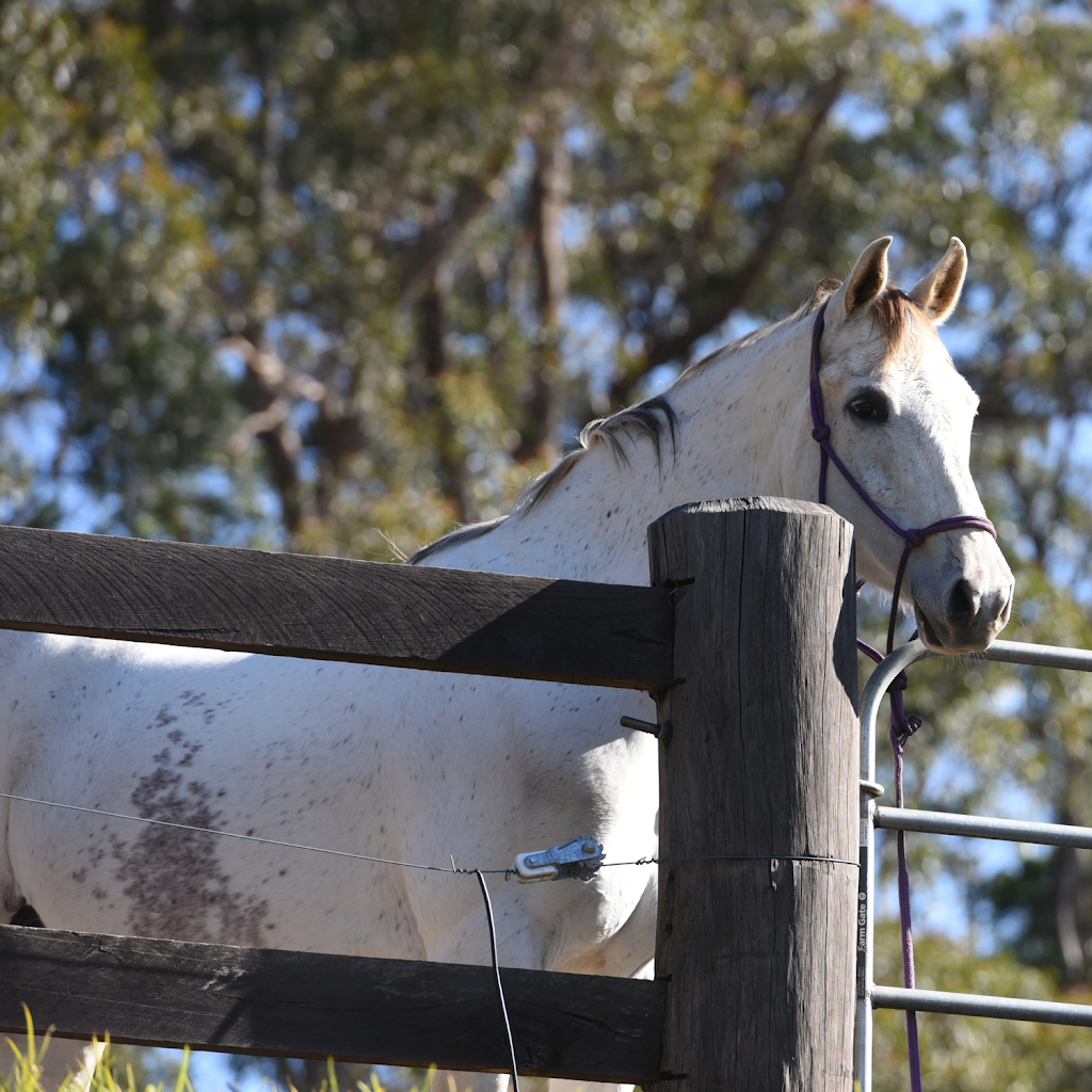 Epona Enterprises | 185 Beaumonts Rd, Deer Vale NSW 2453, Australia | Phone: 0404 493 043